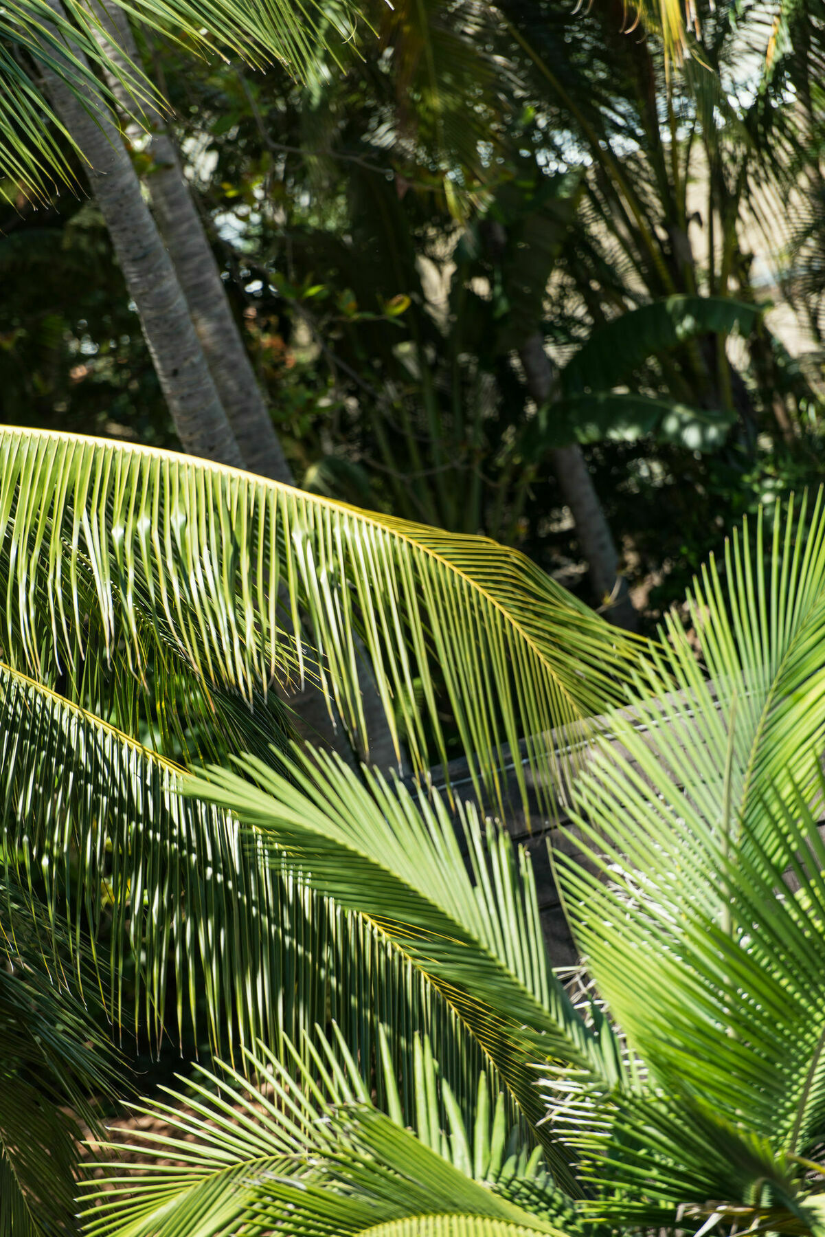 Heart Hotel And Gallery Whitsundays Airlie Beach Eksteriør bilde